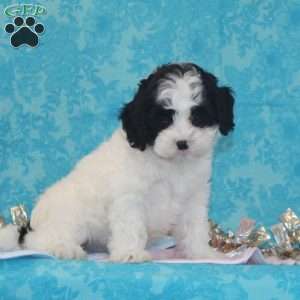 Krissy, Shih-Poo Puppy